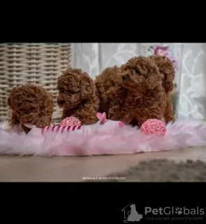 Photo №2 to announcement № 105762 for the sale of poodle (toy) - buy in Serbia 