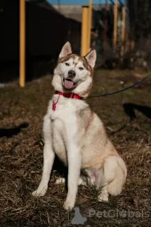 Photo №2 to announcement № 119167 for the sale of siberian husky - buy in Russian Federation 