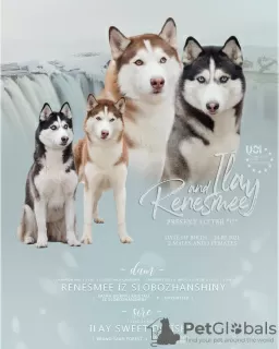 Photo №1. siberian husky - for sale in the city of Poltava | negotiated | Announcement № 9448