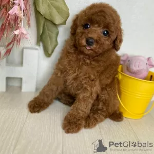 Photo №3. Toy Poodle Puppies. Switzerland