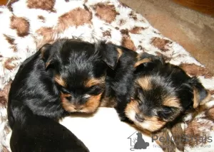 Photo №1. yorkshire terrier - for sale in the city of Berlin | 275$ | Announcement № 109098