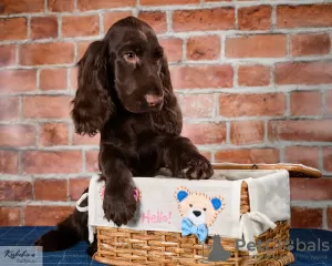 Additional photos: Field Spaniel - puppies