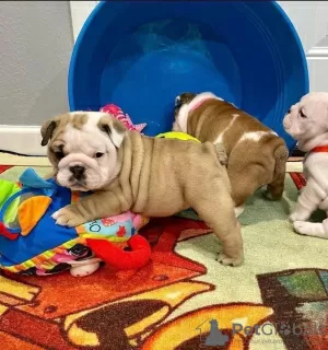 Photo №3. English Bulldog puppies for sale. United States