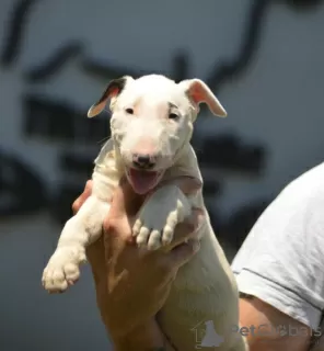 Photo №2 to announcement № 120669 for the sale of bull terrier - buy in Serbia breeder