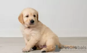 Photo №1. golden retriever - for sale in the city of Saarbrücken | negotiated | Announcement № 32659