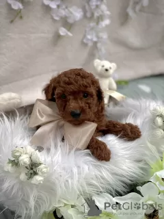 Additional photos: Red toy poodle puppies