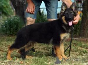 Additional photos: Beautiful dsh German Shepherd puppies.