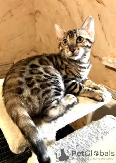 Photo №1. bengal cat - for sale in the city of White church | 600$ | Announcement № 9563