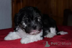 Additional photos: Havana Bichon (Havanese)