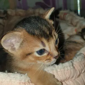 Photo №4. I will sell abyssinian cat in the city of Mogilyov. private announcement, from nursery, breeder - price - 542$