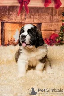 Photo №1. st. bernard - for sale in the city of Vilnius | 370$ | Announcement № 36078