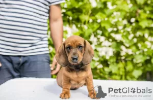 Additional photos: Standard dachshund puppies