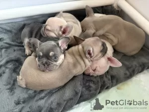 Photo №1. french bulldog - for sale in the city of Danbury | 310$ | Announcement № 128740