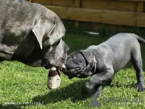 Photo №2 to announcement № 126584 for the sale of cane corso - buy in Germany private announcement