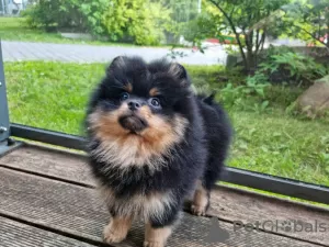 Photo №3. Сute black&tan Pomeranian puppy. Lithuania