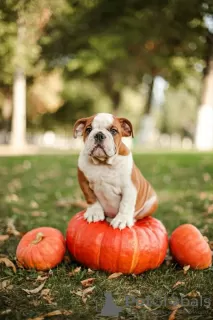 Photo №3. English Bulldog puppies for sale. Russian Federation