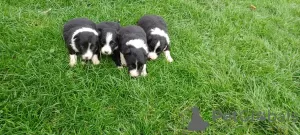 Photo №3. Border Collie puppies for adoption. United States