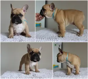 Photo №1. french bulldog - for sale in the city of Polotsk | 800$ | Announcement № 2011