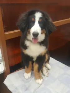 Photo №2 to announcement № 3315 for the sale of bernese mountain dog - buy in Russian Federation private announcement