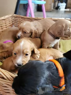 Additional photos: Beautiful Kc Reg Working Cocker Spaniel Puppies