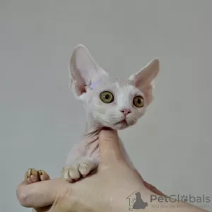 Photo №4. I will sell devon rex in the city of Москва. from nursery - price - 586$