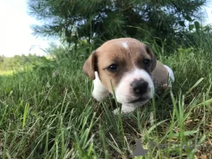 Additional photos: Jack Russell Terrier puppies for sale