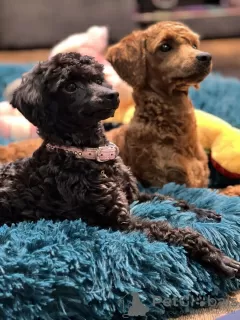 Additional photos: toy poodle puppies