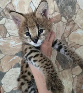 Photo №2 to announcement № 2162 for the sale of serval - buy in Belarus private announcement, from nursery, breeder