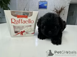 Photo №2 to announcement № 92653 for the sale of affenpinscher - buy in Ukraine from nursery, breeder