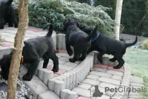 Additional photos: Medium Schnauzer black FCI pedigree puppies