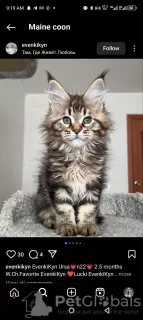 Photo №2 to announcement № 116204 for the sale of maine coon - buy in Switzerland private announcement