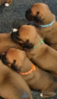 Additional photos: Boxer puppies for sale