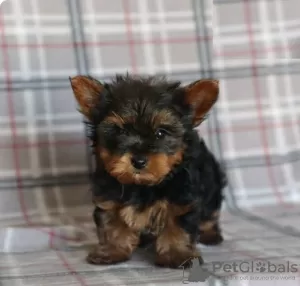 Photo №1. yorkshire terrier - for sale in the city of Larnaca | 634$ | Announcement № 103928