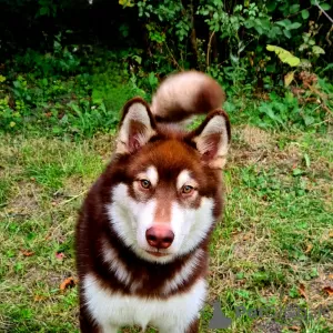 Photo №3. ALASKA MALAMUTE PUPPY. Russian Federation