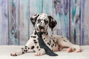 Additional photos: Cool Dalmatian puppies from Sweden