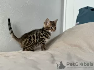 Additional photos: Bengal kitten