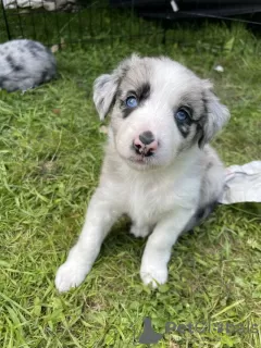 Photo №1. border collie - for sale in the city of Destin | 200$ | Announcement № 64141