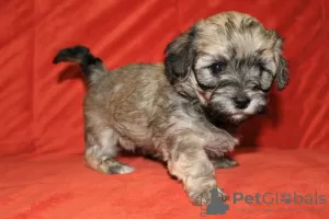 Additional photos: Havanese puppies