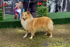 Additional photos: Sheltie puppies for sale