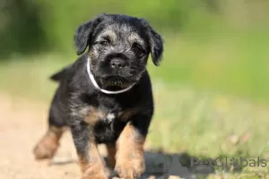 Photo №4. I will sell border terrier in the city of Rabczyca. private announcement - price - 845$