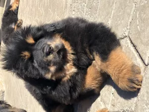 Photo №3. Tibetan mastiff puppy. Russian Federation