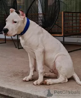 Additional photos: Dogo Argentino puppies