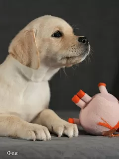 Additional photos: Fawn Labrador puppies