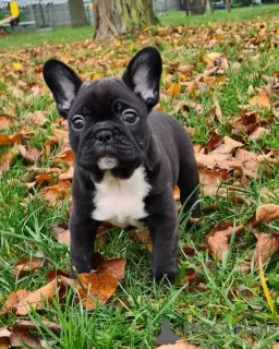 Photo №1. french bulldog - for sale in the city of Bielefeld | 380$ | Announcement № 128239