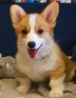 Additional photos: New year, smiling and cheerful puppies Corgi Pembroke