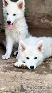 Additional photos: Long-haired Swiss Shepherd male puppies