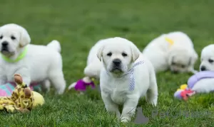 Photo №1. labrador retriever - for sale in the city of Warsaw | 845$ | Announcement № 63314