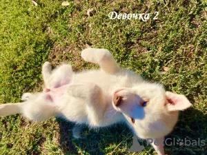 Additional photos: Children Siberian husky