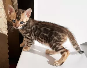 Additional photos: Bengal kittens