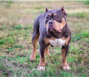 Photo №2 to announcement № 25715 for the sale of american bully - buy in Russian Federation breeder